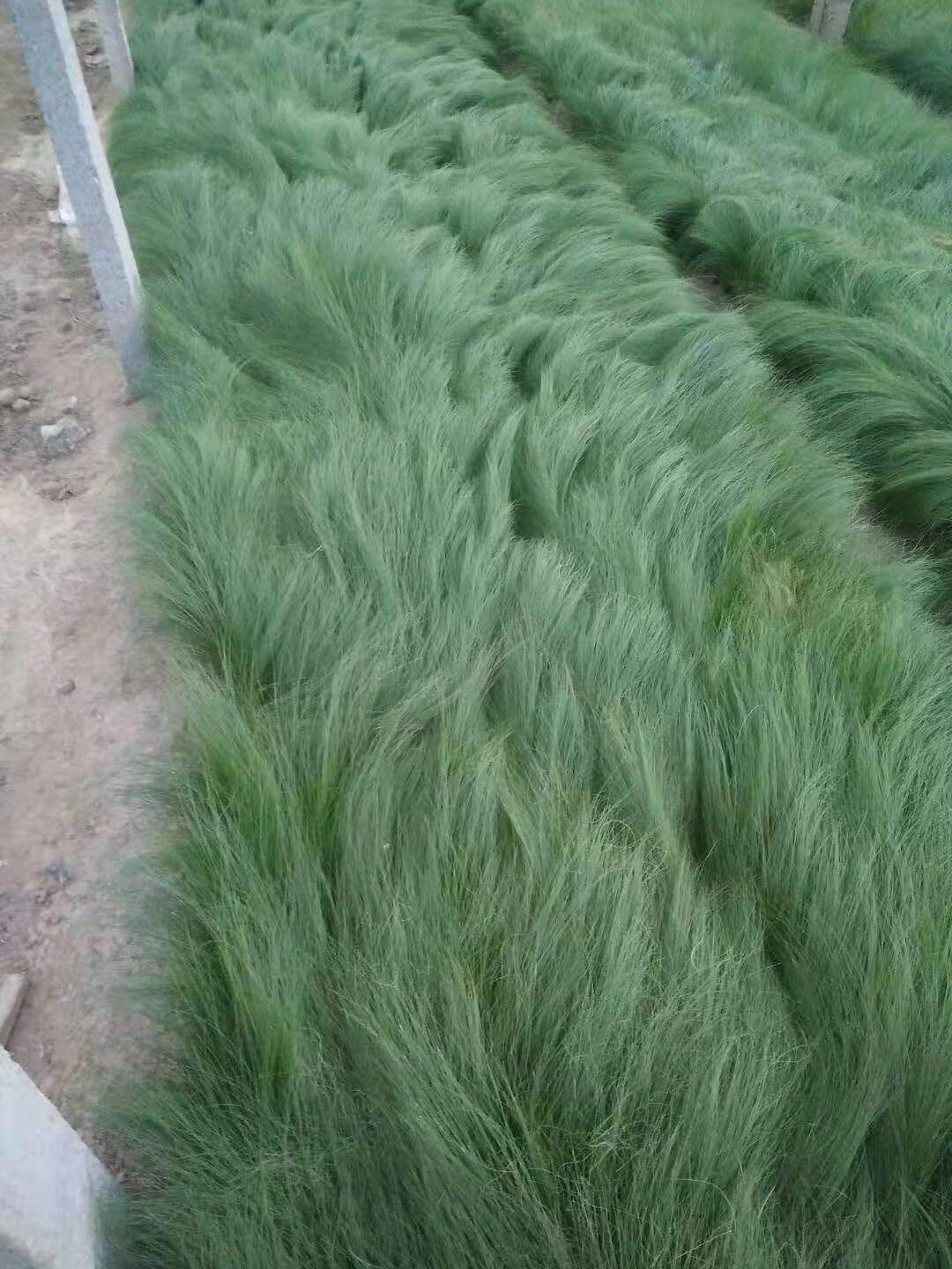 细叶针芒  花镜花艺墨西哥羽毛草 山东青州观赏草
