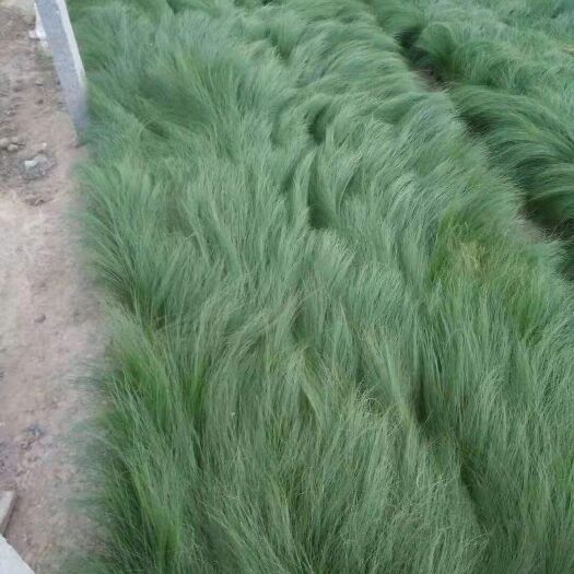 青州市细叶针芒  花镜花艺墨西哥羽毛草 山东青州观赏草