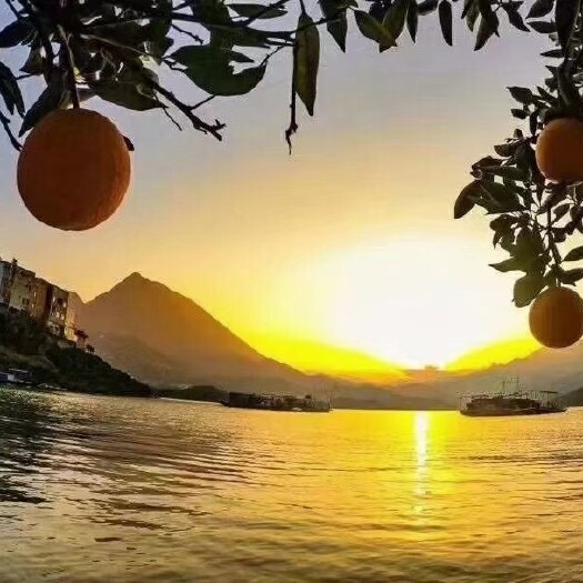 秭归县秭归脐橙 春有伦晚 夏有夏橙 秋有九月红 冬有纽荷尔 血橙