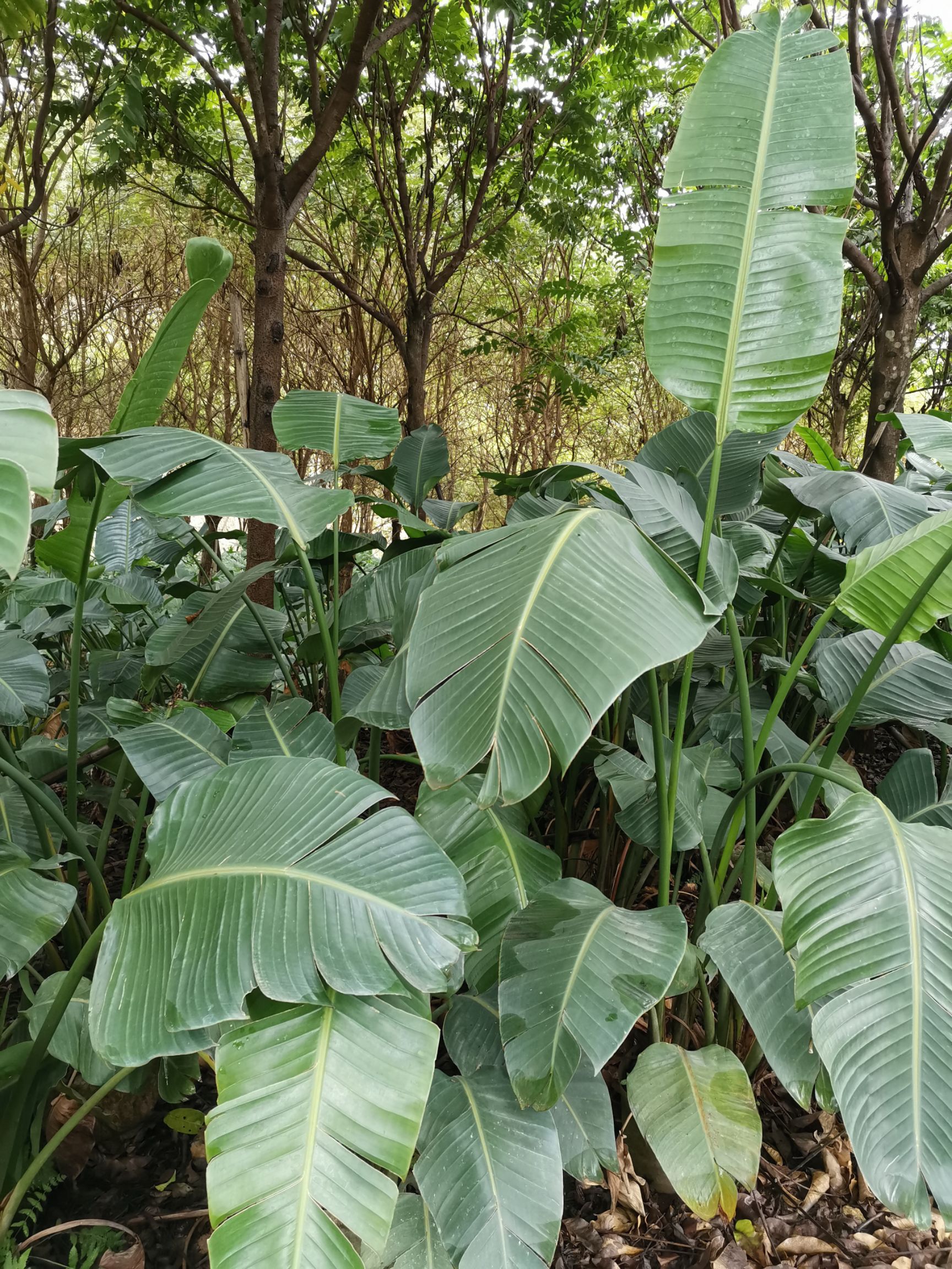 天堂鸟盆栽 白花天堂鸟