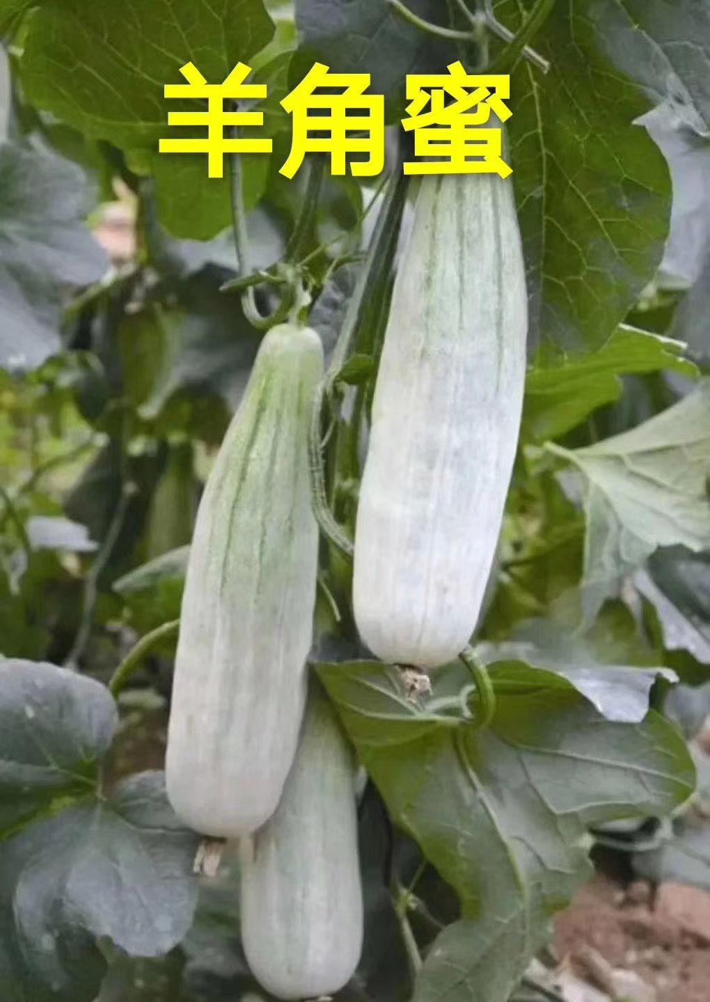 山东潍坊羊角蜜甜瓜产地批发价格便宜