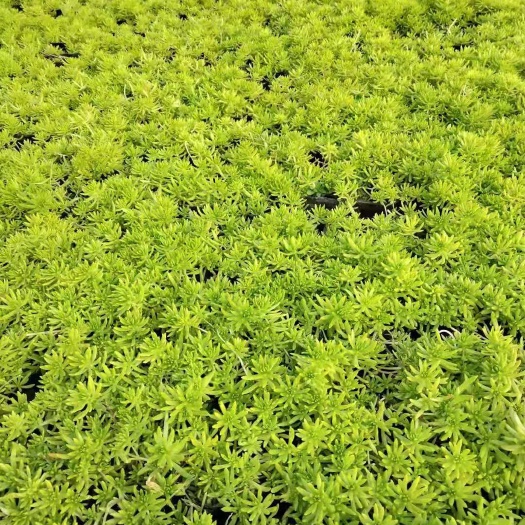 青州市屋顶绿化绿叶佛甲草 双色盆金叶佛甲草 山东青州种植基地