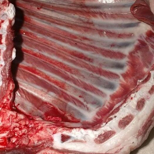 盐池县 宁夏盐池滩羊肉