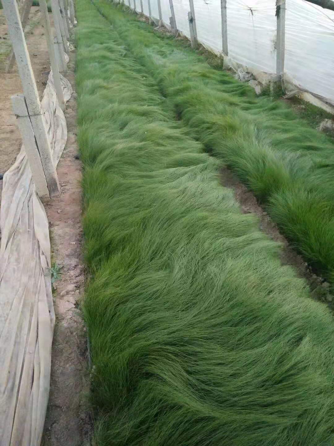 细叶针芒  花镜花艺墨西哥羽毛草 山东青州观赏草
