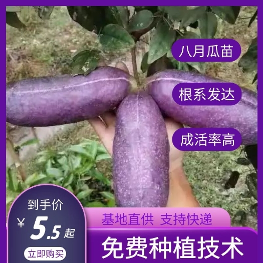 灵川县八月瓜苗，新品种天龙一号，见效快产量高