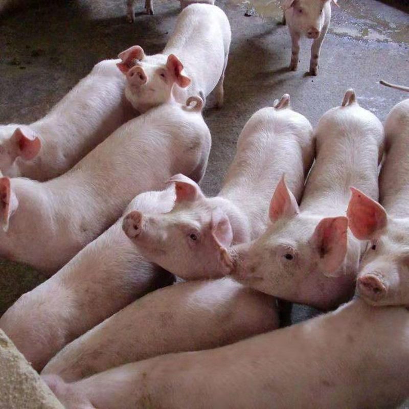 大型猪场三元仔猪常年供应，小猪防疫检疫到位，免费送猪到家，