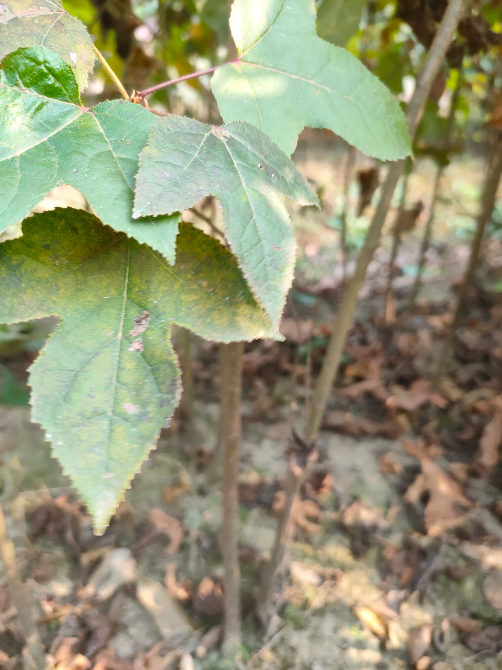 枫香树 枫香小苗