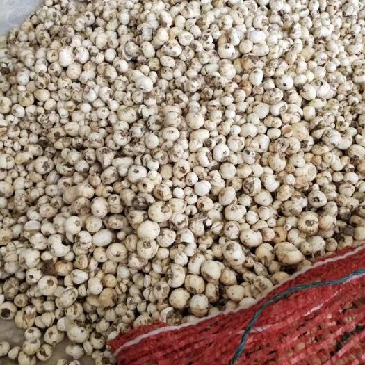 伊贝母精选正品药材一级无硫熏新疆伊犁特产地道500g包邮