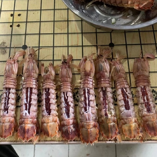 濱州皮皮蝦 滿(mǎn)籽滿(mǎn)膏 公母通貨，當(dāng)季漁船上的新貨，大量批發(fā)