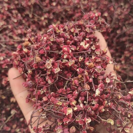 清水县红花椒 自家种植的花椒 全密封保存 干净无仔  颜色鲜艳