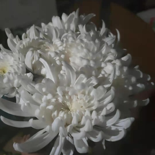新沂市菊花切花  黄白菊花批发