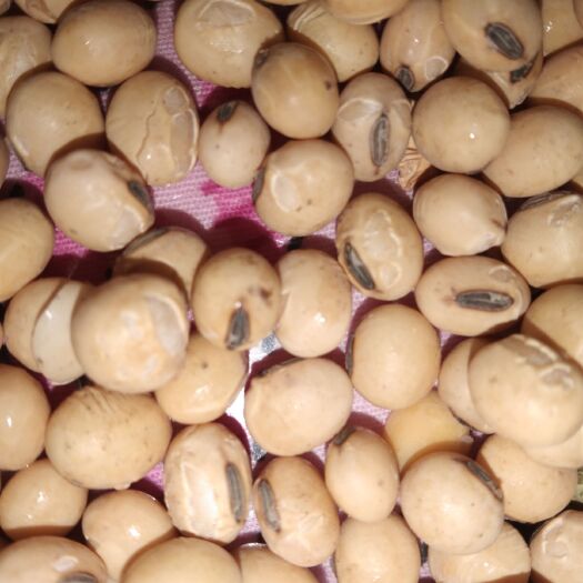 巨野县黄大豆 生大豆 1等品 