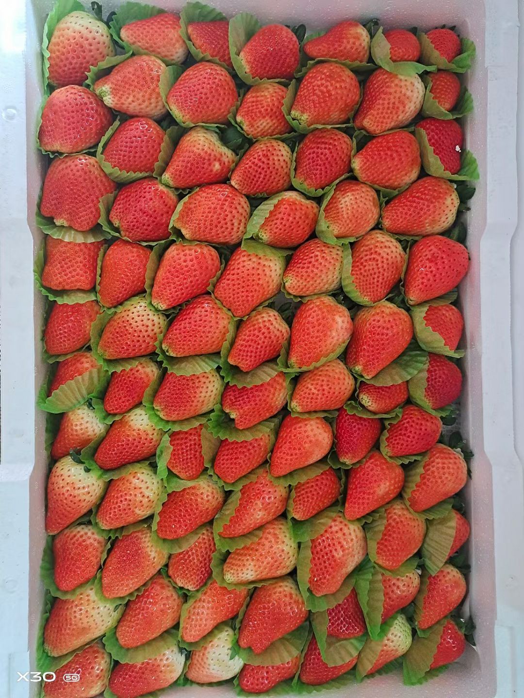 红颜草莓 品种齐价格优，水果店，蛋糕店，社区团购，街边摊货源