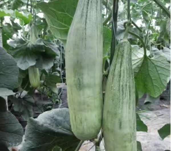 羊角蜜甜瓜苗锦玉羊角蜜直播嫁接品种口感酥脆香甜种苗供应