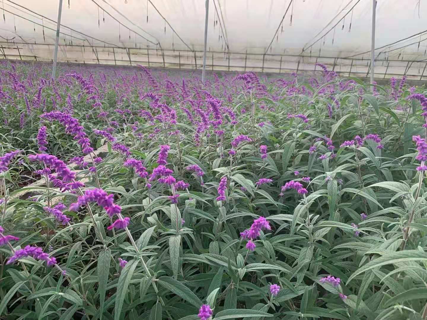 墨西哥鼠尾草 种植基地 批发各规格墨西哥鼠尾草