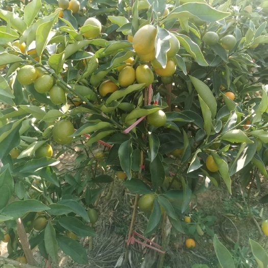 阳朔县脆蜜金柑苗 嫁接苗 裸根苗 