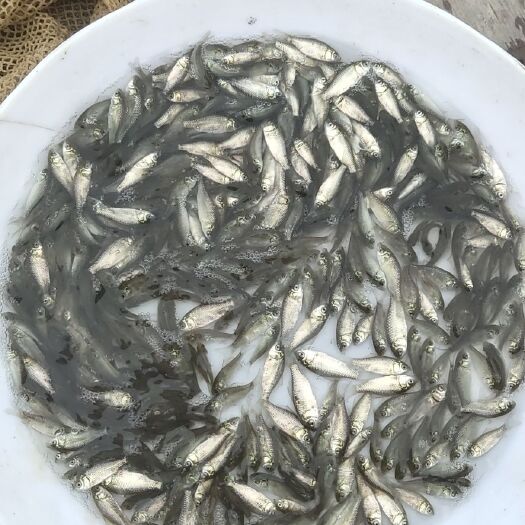 博罗县鲫鱼苗 