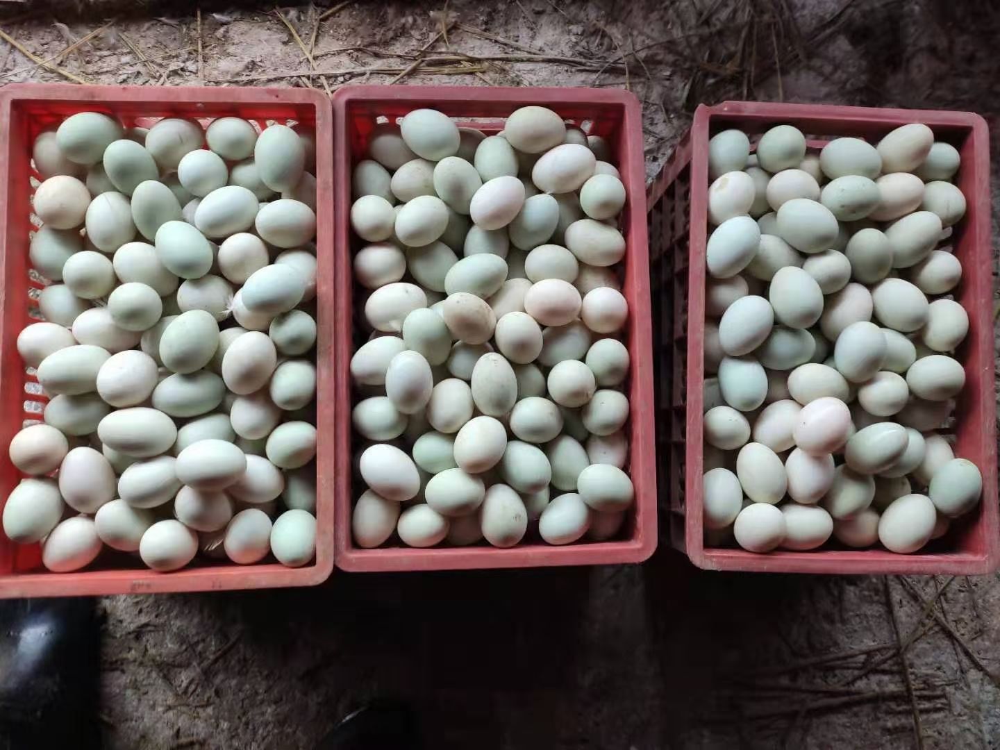 红心鸭蛋  新鲜鸭蛋