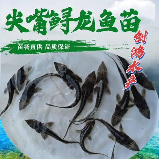 深圳鲟龙鱼苗  【基地直销】寻鱼苗 杂交寻龙鱼苗 淡水养殖 观赏