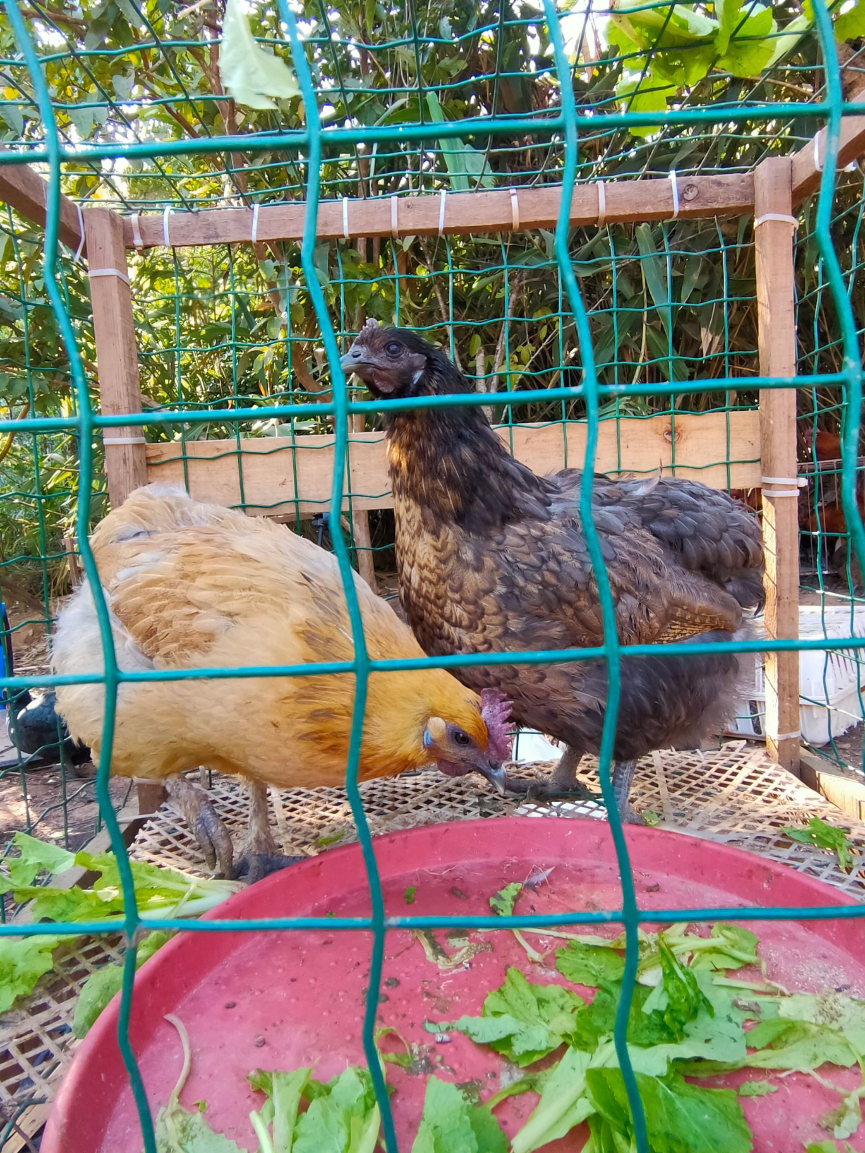  瓢鸡，云南镇源瓢鸡