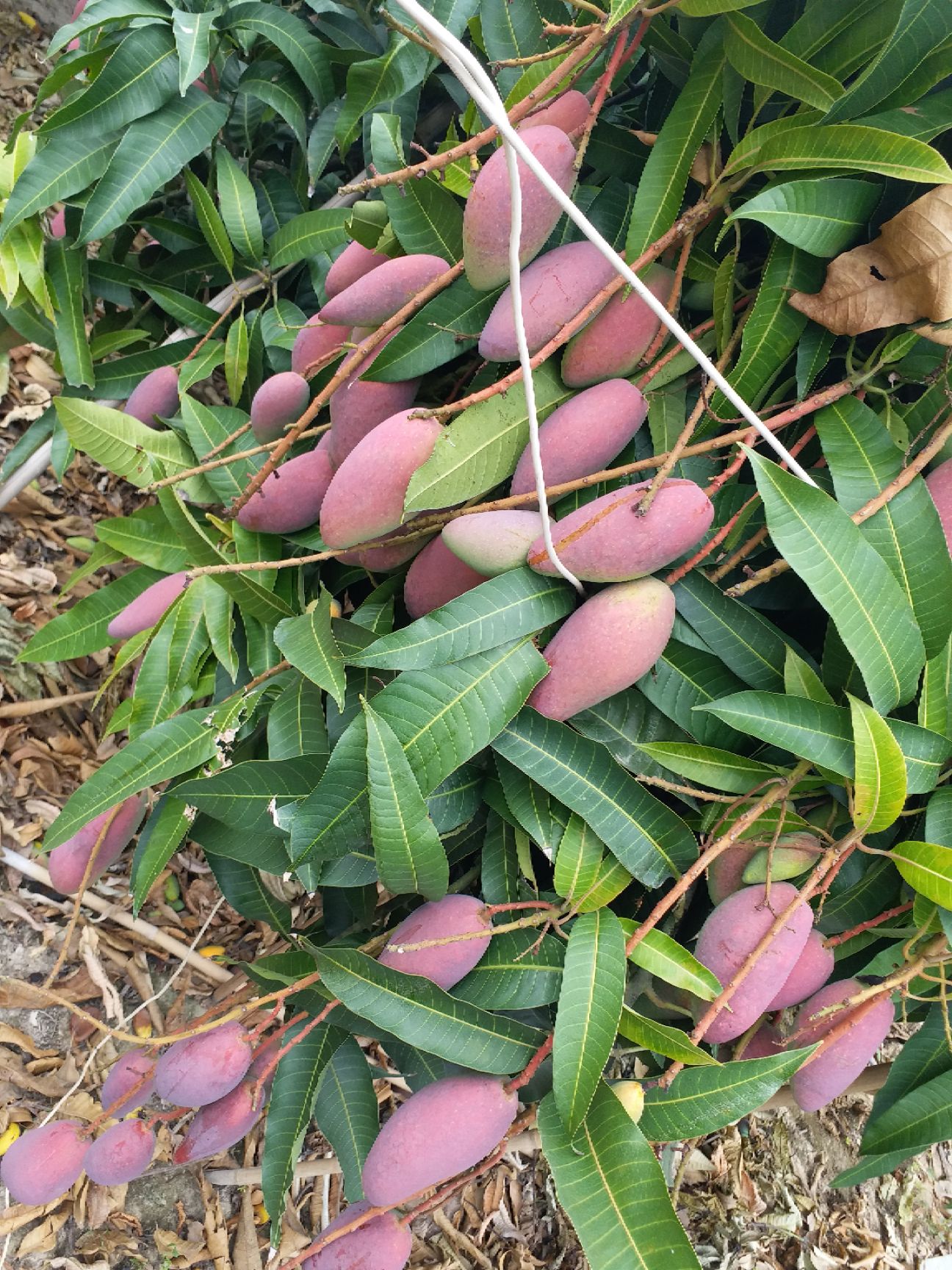 大量供应树上熟贵妃芒一级果