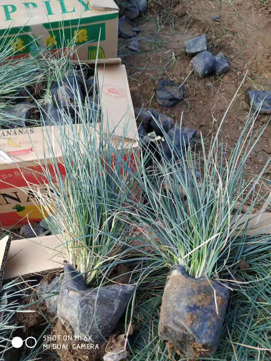 双色盆蓝羊茅 营养钵蓝羊茅价格 山东青州观赏草种植基地