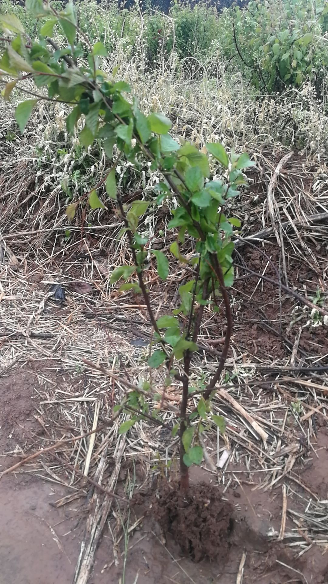 嫁接梅花树苗榆叶梅红梅杏梅美人梅庭院盆栽梅花苗