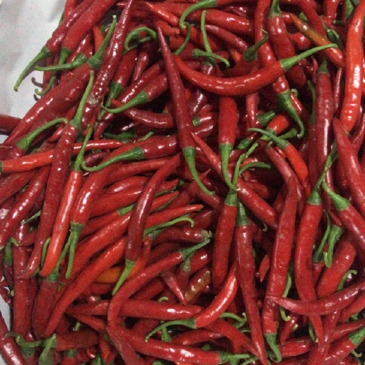 瑞丽市小米椒  缅甸小米辣