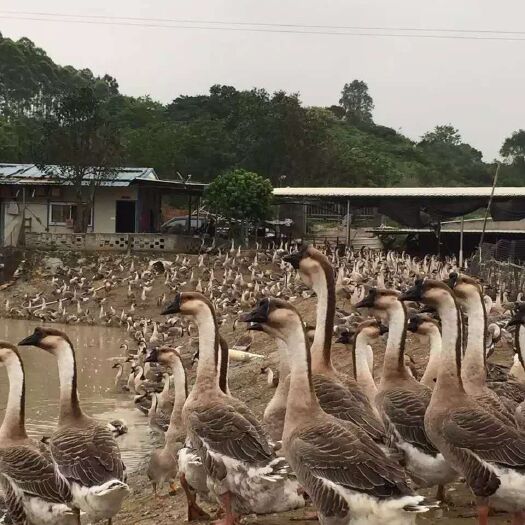 南宁大白沙鹅苗，快大肉鹅，出壳包打疫苗