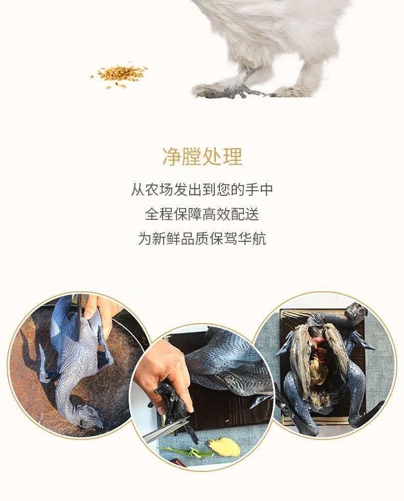 白羽乌鸡  超大乌鸡单只净重3斤，现杀现发五谷杂粮喂养一只装顺丰包邮