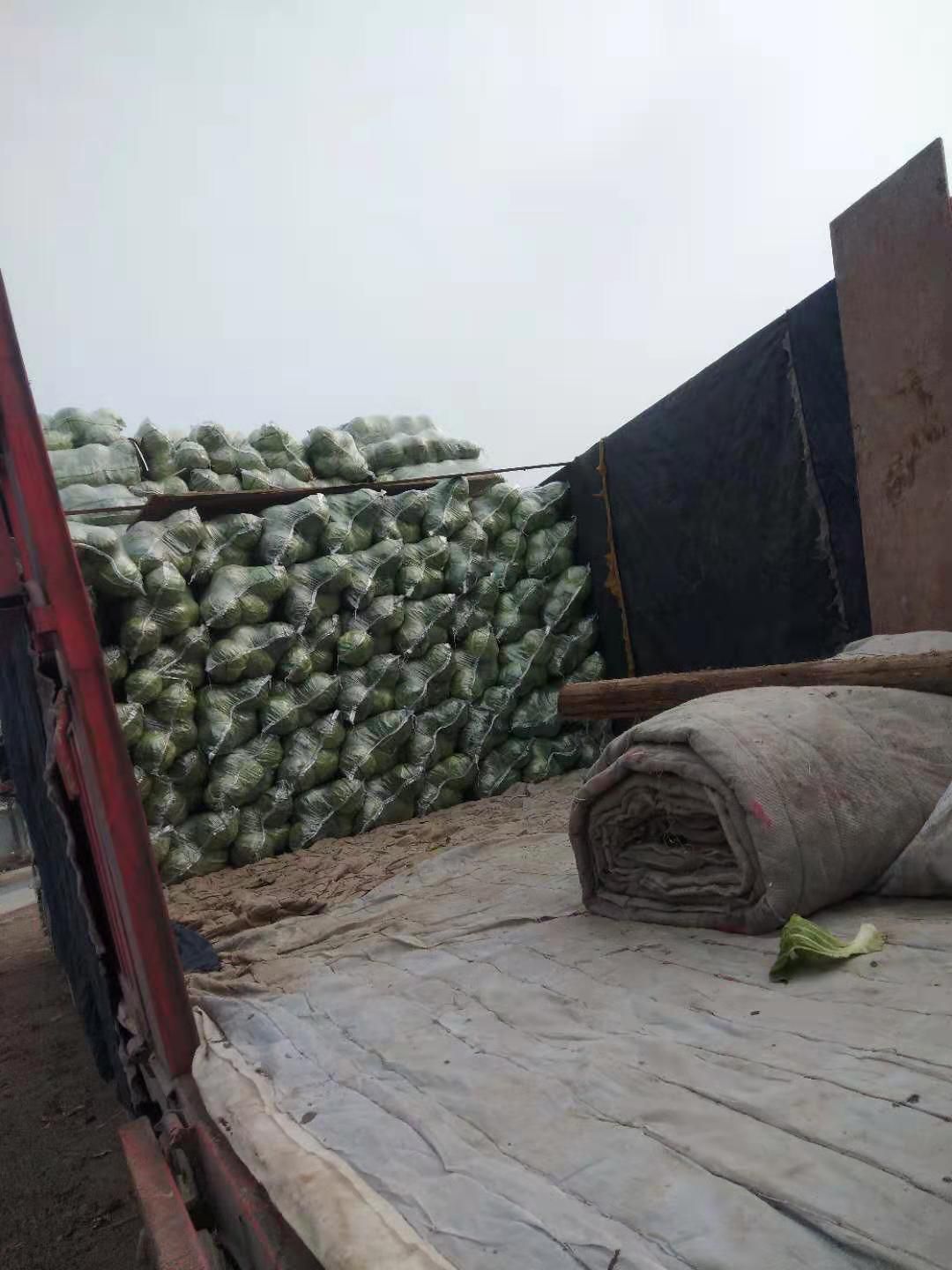 1439甘篮 2.0~2.5斤 