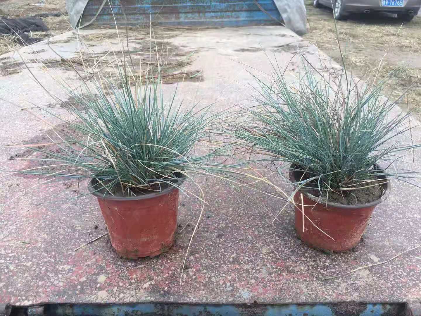 双色盆蓝羊茅 营养钵蓝羊茅价格 山东青州观赏草种植基地