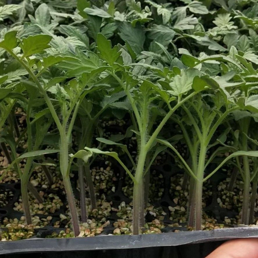 硬粉番茄苗  硬粉果西红柿苗，天正1567丰产抗病品种