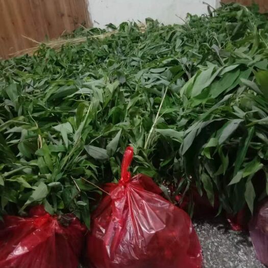 隆回县多花黄精种苗