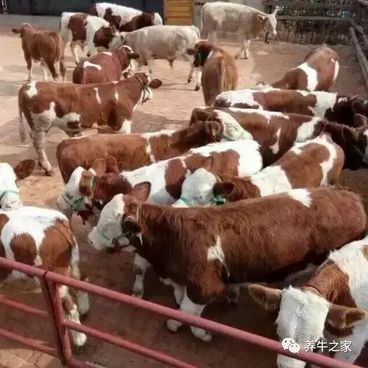 忻州肉牛 想养母牛的可以过来看看，品种纯，嫁还低