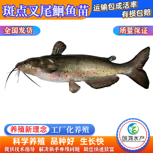 广州【优惠销售】叉尾鮰鱼苗 美国斑点叉尾鮰鱼苗 叉尾钳鱼苗