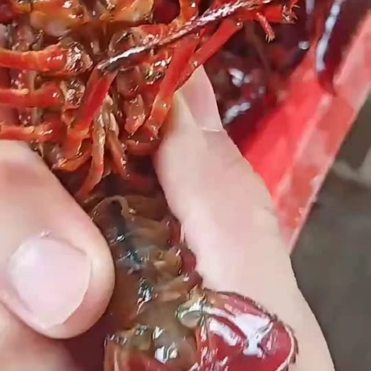 江苏龙虾  江苏小龙虾，满肉无空虾，质量杠杠的