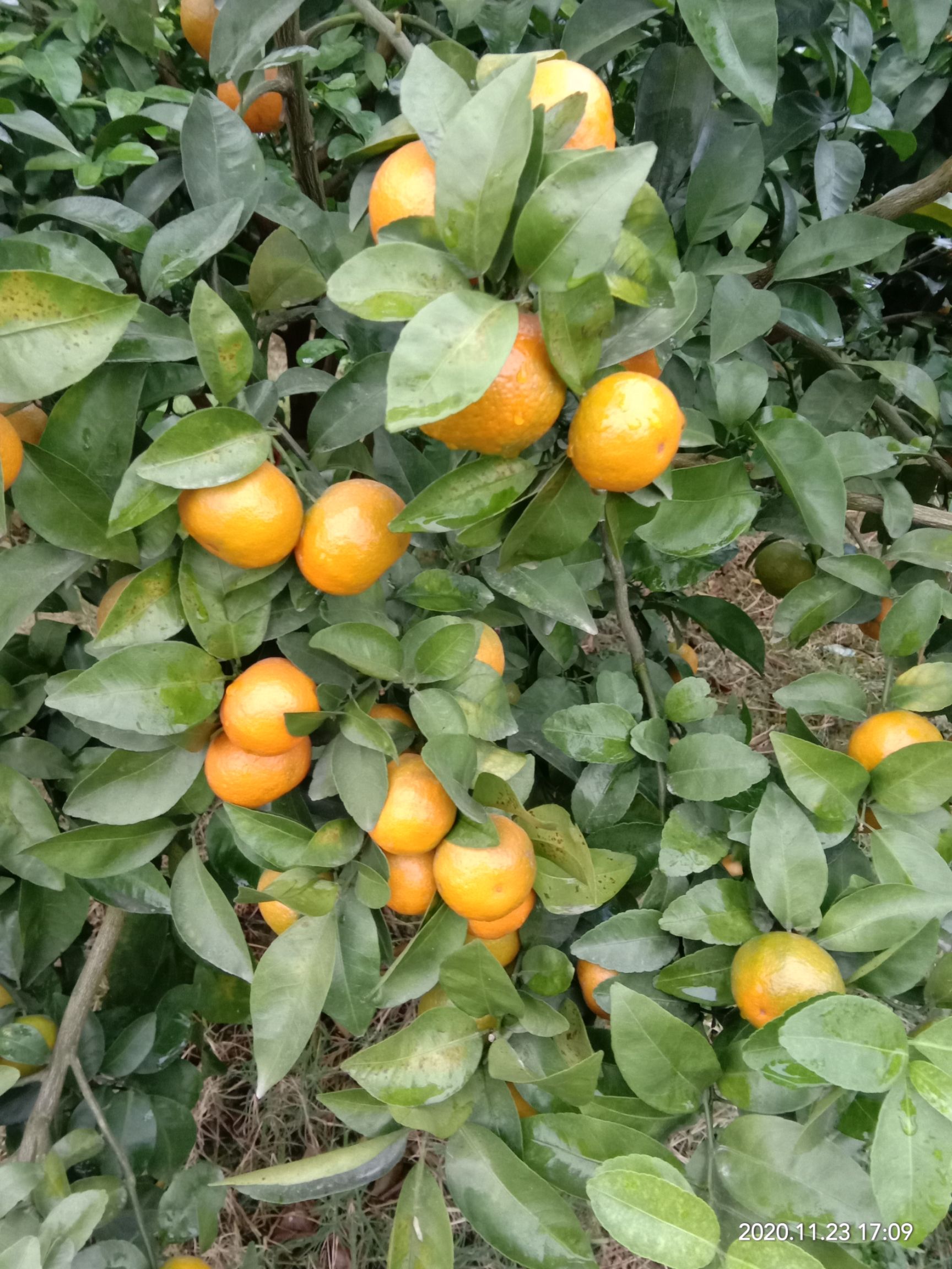 红桔 二级果 
