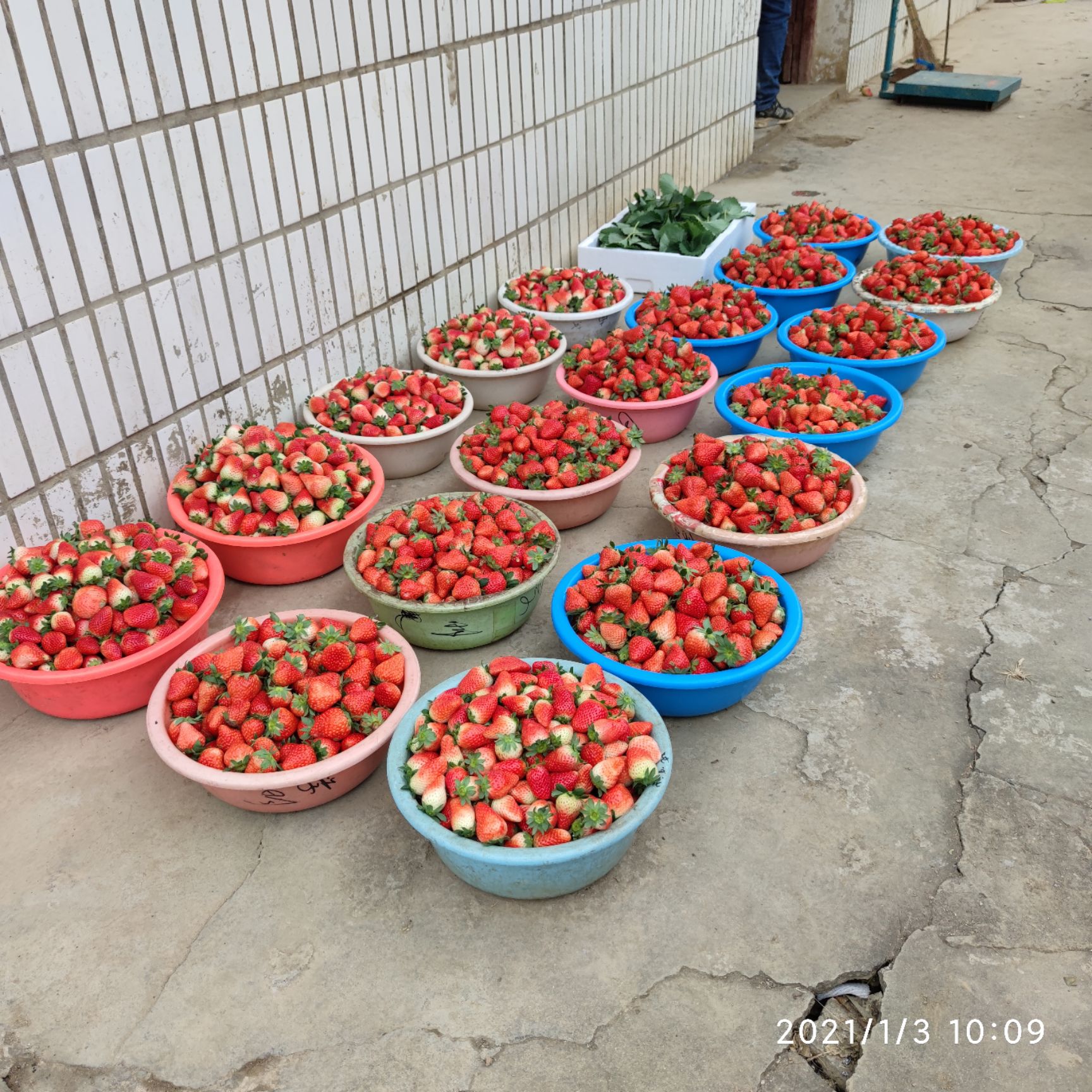 红颜草莓 品种齐价格优，水果店，蛋糕店，社区团购，街边摊货源