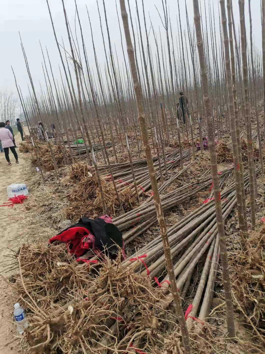 河南楸  精品3公分楸树