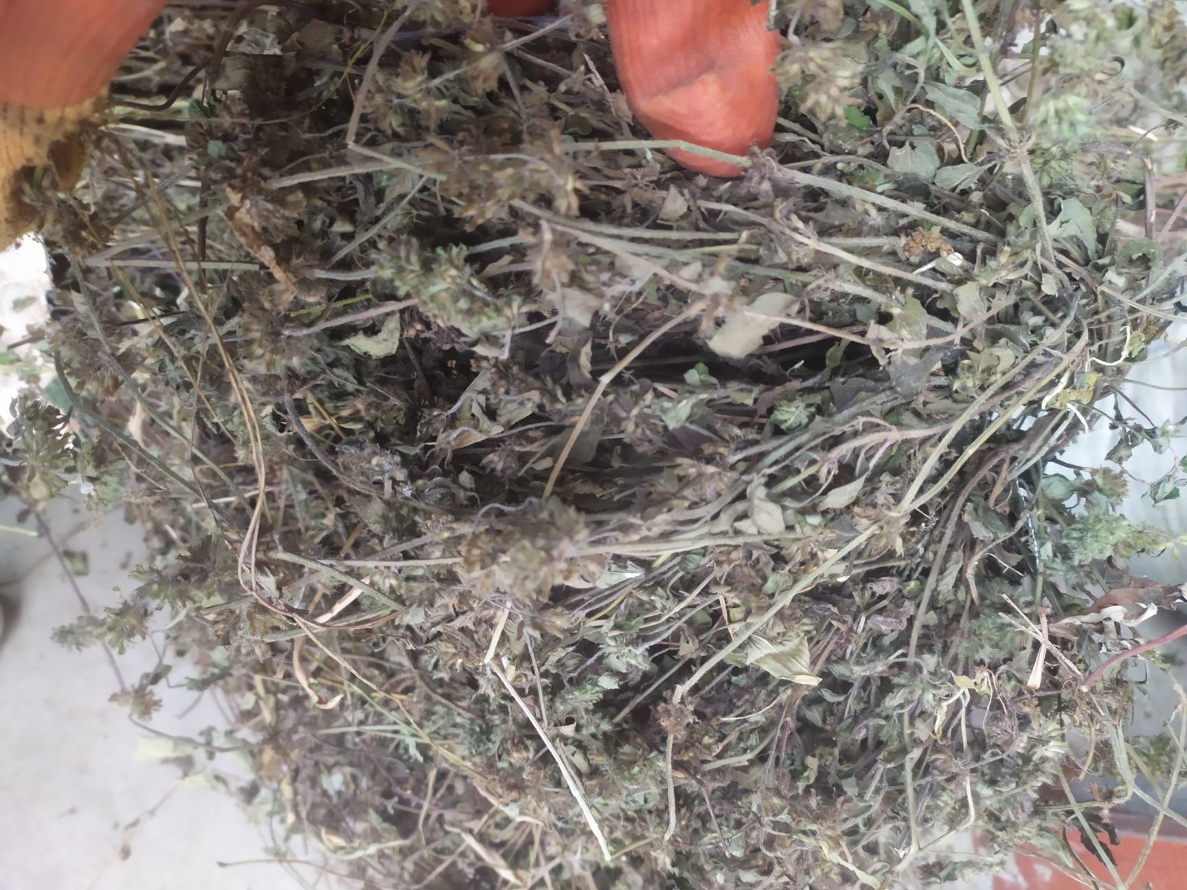 灯芯草  断血流冷背药材，灯笼草，四川产地量大批发，整车为主