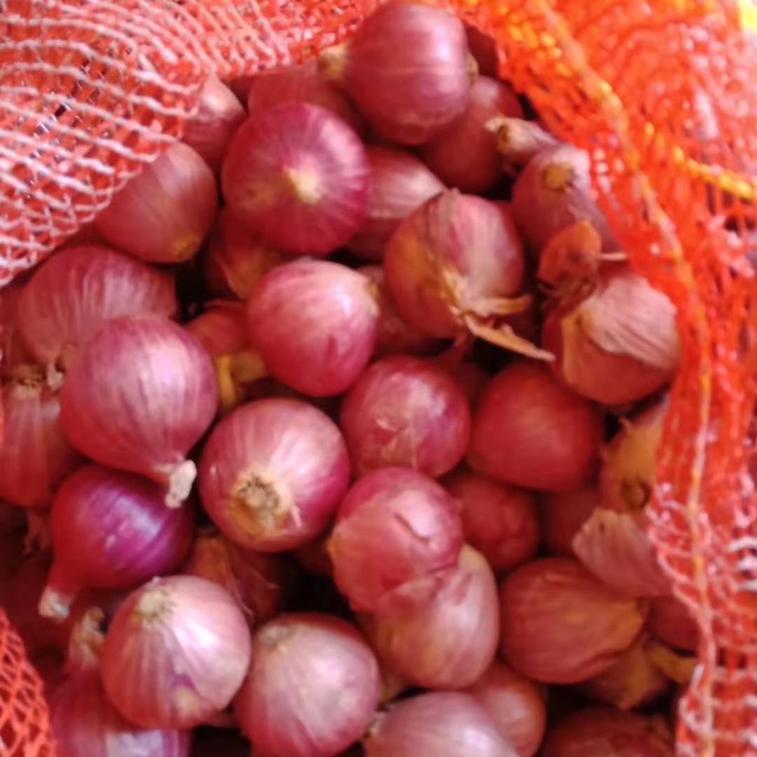 黄皮洋葱 缅甸洋葱，大量上市，价格优惠