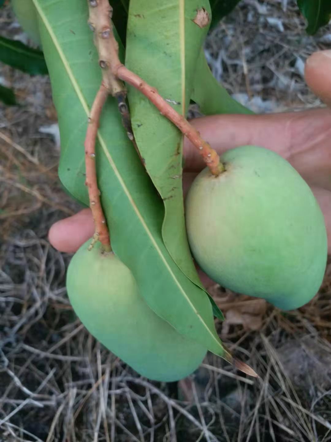 海南小台农芒果