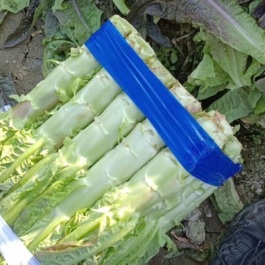 贺州红叶莴笋 