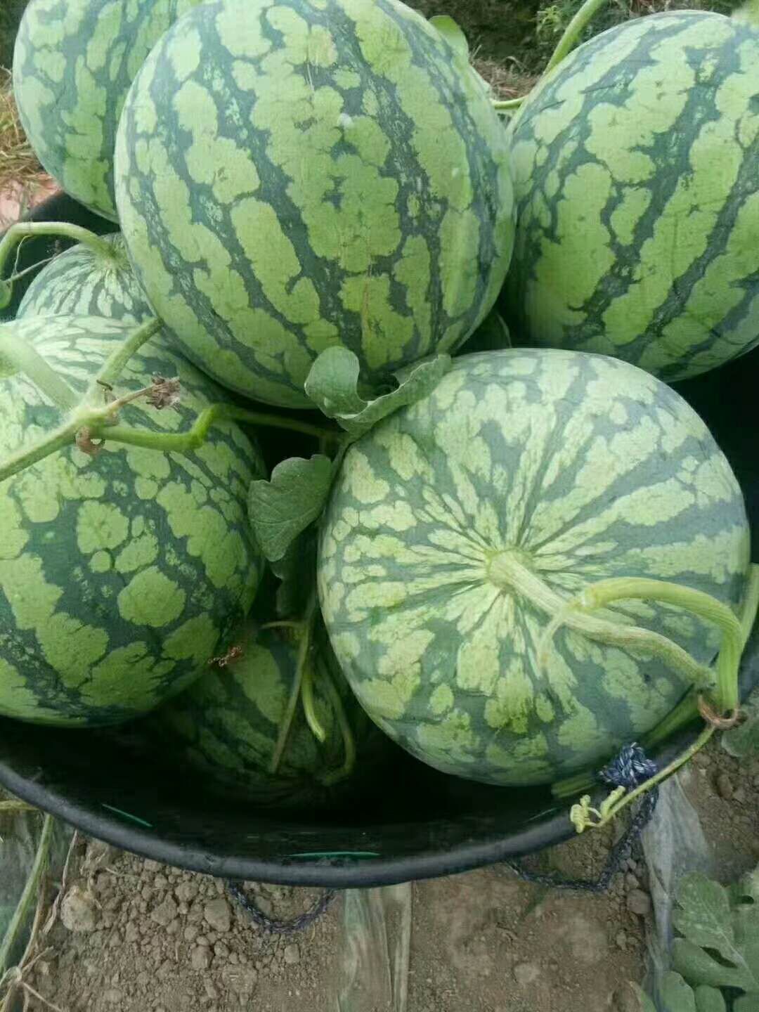 微萌美都西瓜苗口感好糖度高嫁接自根苗苗厂直发