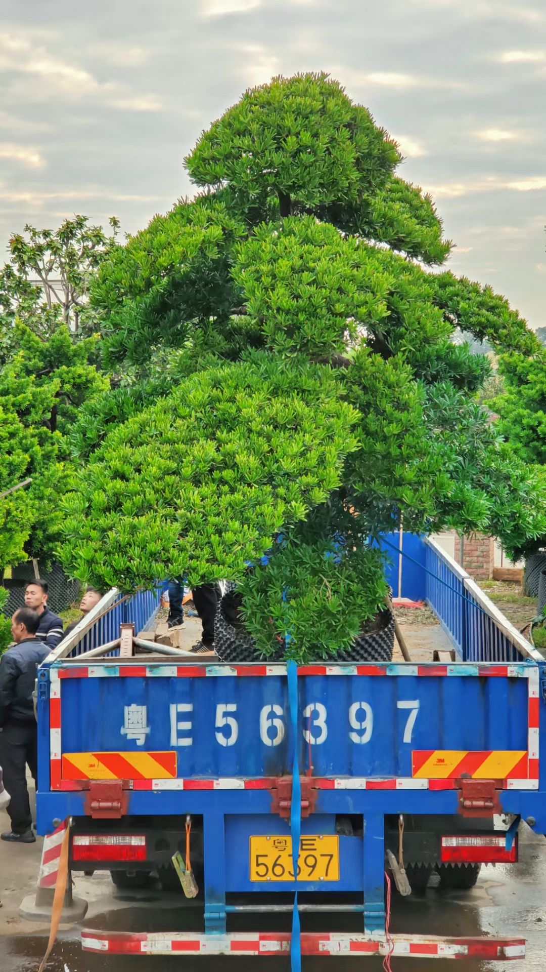 金鉆罗汉松 罗汉松