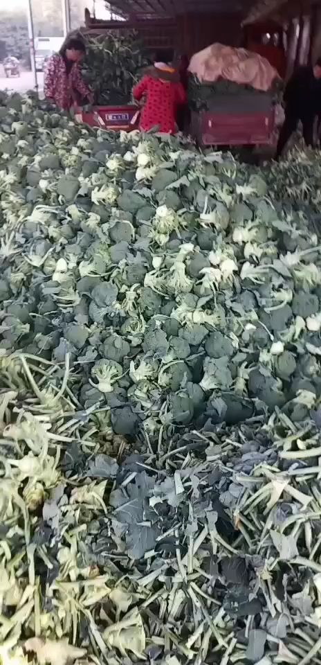 韩秀西兰花 颜色漂亮，个头均匀，需要了联系，