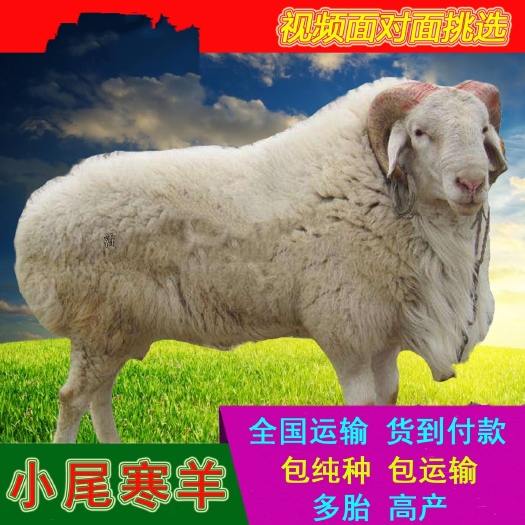 嘉祥县纯种5-6月小尾寒羊下崽多 涨势快 好饲养 抗病能力强
