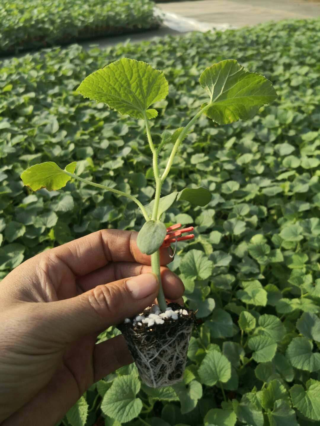 羊角蜜甜瓜苗锦玉羊角蜜直播嫁接品种口感酥脆香甜种苗供应