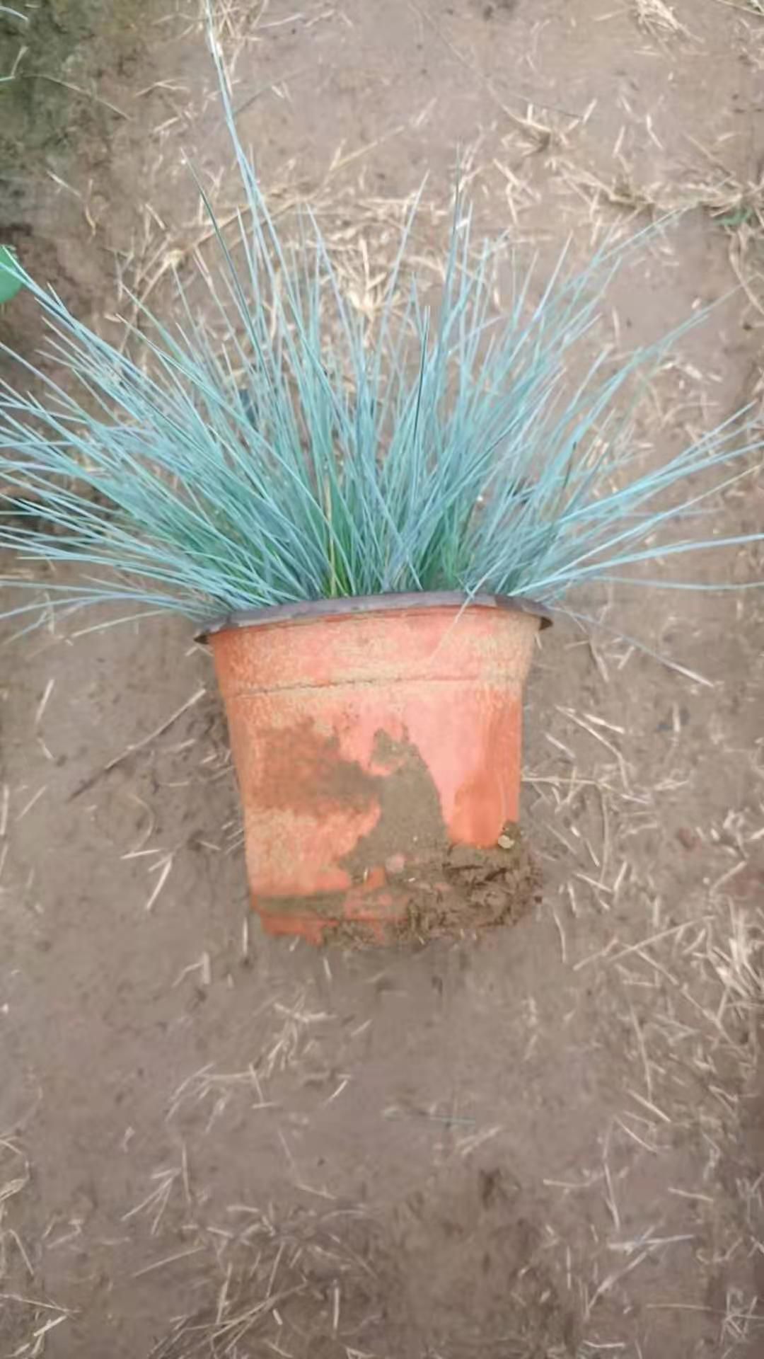 双色盆蓝羊茅 营养钵蓝羊茅价格 山东青州观赏草种植基地
